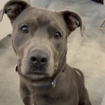 An image of Grey. Grey is a Terrier, Pit Bull.