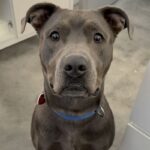 An image of Grey. Grey is a Terrier, Pit Bull.