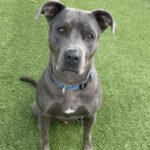 An image of Grey. Grey is a Terrier, Pit Bull.