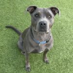 An image of Grey. Grey is a Terrier, Pit Bull.