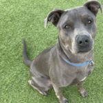 An image of Grey. Grey is a Terrier, Pit Bull.