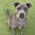 An image of Grey. Grey is a Terrier, Pit Bull.