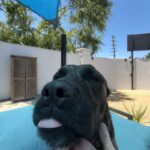 An image of Lucy. Lucy is a Terrier, Pit Bull.