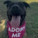 An image of Lucy. Lucy is a Terrier, Pit Bull.