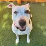 An image of Sarah. Sarah is a Mixed Breed (Medium).