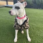 An image of Sarah. Sarah is a Mixed Breed (Medium).