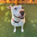 An image of Sarah. Sarah is a Mixed Breed (Medium).