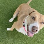 An image of Suzy. Suzy is a Terrier, Pit Bull.