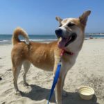 An image of Dream. Dream is a Korean Jindo.