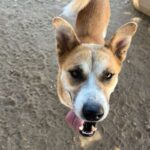 An image of Dream. Dream is a Korean Jindo.