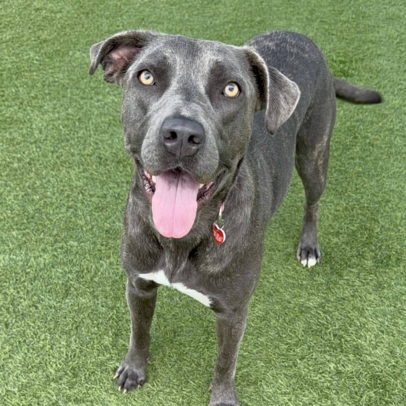 An image of Laurie. Laurie is a Mastiff, Cane Corso.