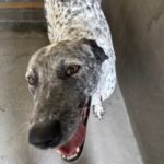 An image of Moo Moo. Moo Moo is a Cattle Dog, Australian (Blue Heeler)/Pointer.