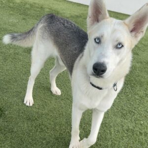 An image of Cloudy. Cloudy is a Shepherd, German.