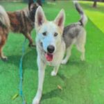 An image of Cloudy. Cloudy is a Shepherd, German.