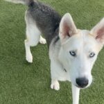 An image of Cloudy. Cloudy is a Shepherd, German.