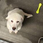 An image of Journey. Journey is a Pyrenees, Great.