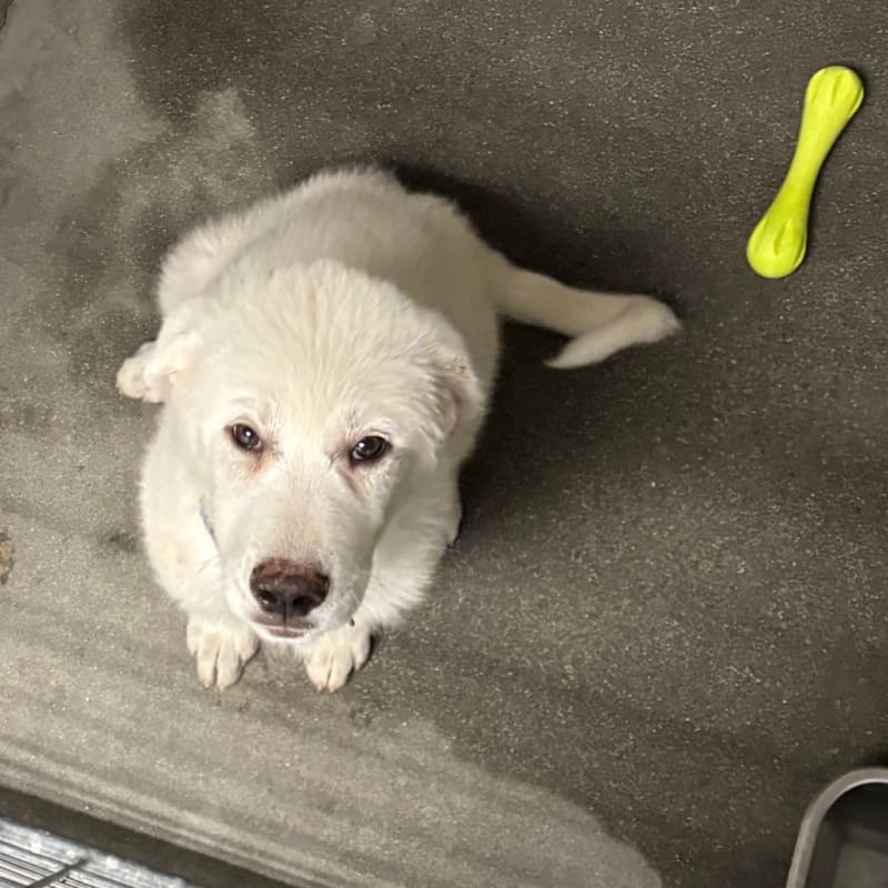 An image of Journey. Journey is a Pyrenees, Great.