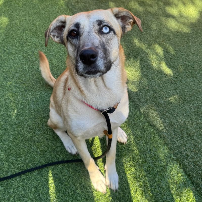 An image of Angel. Angel is a Retriever, Labrador/Mixed Breed (Medium).