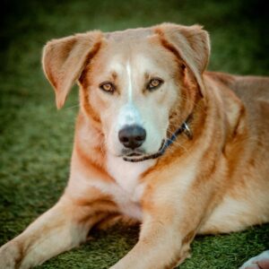 An image of Macho. Macho is a Terrier, Pit Bull/Retriever, Labrador.