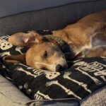 An image of Macho. Macho is a Terrier, Pit Bull/Retriever, Labrador.