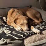 An image of Macho. Macho is a Terrier, Pit Bull/Retriever, Labrador.