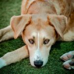 An image of Macho. Macho is a Terrier, Pit Bull/Retriever, Labrador.