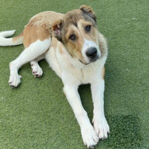 An image of Ruby. Ruby is a Shepherd, Anatolian.