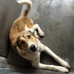 An image of Ruby. Ruby is a Shepherd, Anatolian.