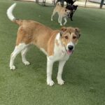 An image of Ruby. Ruby is a Shepherd, Anatolian.