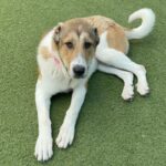 An image of Ruby. Ruby is a Shepherd, Anatolian.