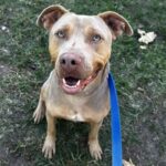 An image of Liam. Liam is a Terrier, Pit Bull/Mixed Breed (Medium).