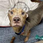 An image of Liam. Liam is a Terrier, Pit Bull/Mixed Breed (Medium).