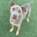 An image of Liam. Liam is a Terrier, Pit Bull/Mixed Breed (Medium).