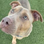 An image of Liam. Liam is a Terrier, Pit Bull/Mixed Breed (Medium).