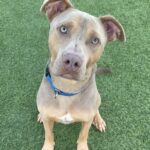 An image of Liam. Liam is a Terrier, Pit Bull/Mixed Breed (Medium).