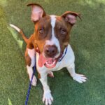 An image of Eric. Eric is a Terrier, Pit Bull/Mixed Breed (Medium).