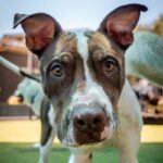 An image of Eric. Eric is a Terrier, Pit Bull/Mixed Breed (Medium).