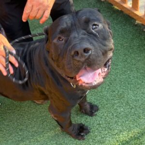 An image of Marge. Marge is a Terrier, Pit Bull.