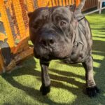 An image of Marge. Marge is a Terrier, Pit Bull.