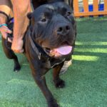 An image of Marge. Marge is a Terrier, Pit Bull.