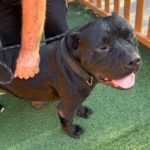 An image of Marge. Marge is a Terrier, Pit Bull.