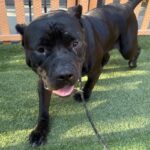 An image of Marge. Marge is a Terrier, Pit Bull.