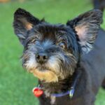 An image of Hammy. Hammy is a Terrier.