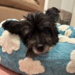 An image of Hammy. Hammy is a Terrier.