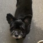 An image of Hammy. Hammy is a Terrier.