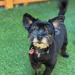 An image of Hammy. Hammy is a Terrier.