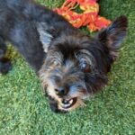 An image of Hammy. Hammy is a Terrier.