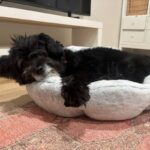 An image of Hammy. Hammy is a Terrier.