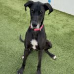 An image of Roxin. Roxin is a Great Dane.