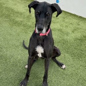 An image of Roxin. Roxin is a Great Dane.